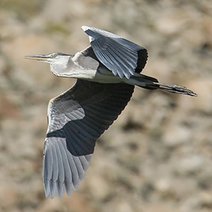 Grey Heron